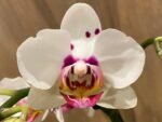 Double Spikes Phal. Happy Mark x Phal. Amabilis (3.5" pot) - Image 2