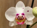 Double Spikes Phal. Happy Mark x Phal. Amabilis (3.5" pot) - Image 3