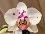 Double Spikes Phal. Happy Mark x Phal. Amabilis (3.5" pot) - Image 4