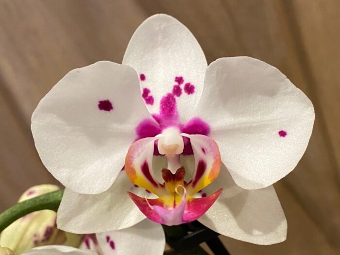 Double Spikes Phal. Happy Mark x Phal. Amabilis (3.5" pot) - Image 4