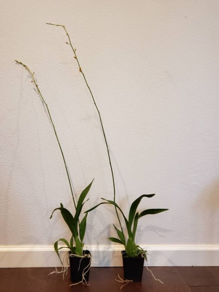 TALL SPIKE- Oncidesa Gower Ramsey 'Orange' (3.5” Pot) - Image 2