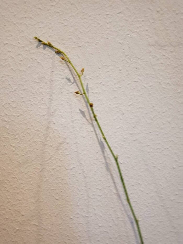 TALL SPIKE- Oncidesa Gower Ramsey 'Orange' (3.5” Pot) - Image 6