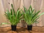 IN SPIKE Miltoniopsis Bert Fields 'Crimson Glow’ Multi Growths (3.5" Pot) - Image 2