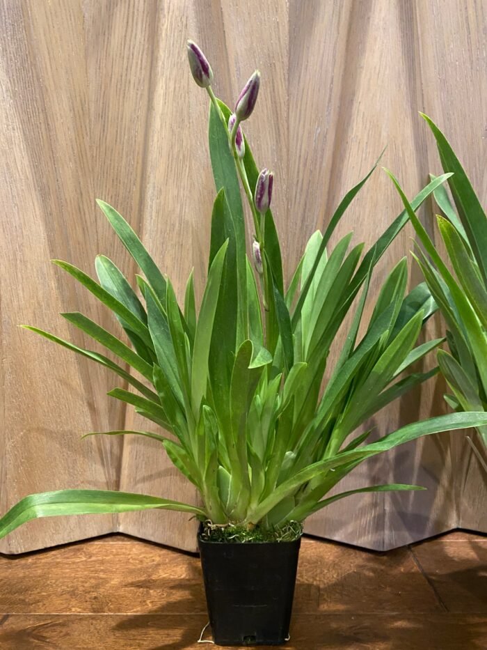 IN SPIKE Miltoniopsis Bert Fields 'Crimson Glow’ Multi Growths (3.5" Pot) - Image 6