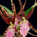 In Spike - Miltassia Shelob 'Okika' Varigated Leaves (3.5" pot)