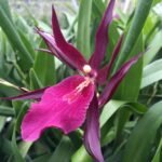 IN SPIKE Miltassia Royal Robe (3.5" pot)