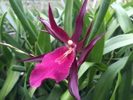 IN SPIKE Miltassia Royal Robe (3.5" pot)