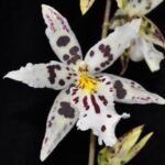 IN SPIKE Bilra. Tropic Lily ‘Hilo Space Ship’ (3.5” Pot)