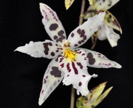 IN SPIKE Bilra. Tropic Lily ‘Hilo Space Ship’ (3.5” Pot)