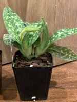 In SPIKE Paph. Oriental Desire (3.5" pot) - Image 6