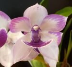 DOUBLE SPIKE - Tst. Melinda Marie ‘Blue Moon’ (3.5” pot)