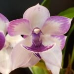 DOUBLE SPIKE - Tst. Melinda Marie ‘Blue Moon’ (3.5” pot)