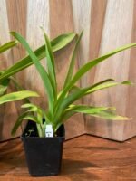 Wilsonara Joe Vanilla 'First Out' BLOOMING SIZE (3.5” Pot) - Image 4