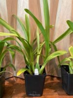 Wilsonara Joe Vanilla 'First Out' BLOOMING SIZE (3.5” Pot) - Image 5