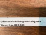 Odontocidium Everglades Elegance ‘Nancy Lee’ HCC/AOS Blooming Size (3.5” Pot) - Image 7