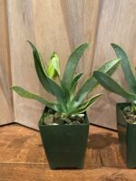 IN SPIKE Paphiopedilum venustum var. album x sib (3.5" pot) - Image 5