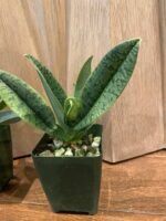 IN SPIKE Paphiopedilum venustum var. album x sib (3.5" pot) - Image 6