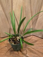 Bl. Yellow Bird (Richard Mueller × B. nodosa (4N)) (3.5” Pot) - Image 2