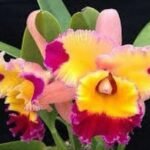 Pot. Dick Smith'Paradise'