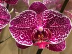 Phalaenopsis Large Dtps. Leopard King 2 Spikes (4.5" pot) - Image 2