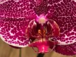 Phalaenopsis Large Dtps. Leopard King 2 Spikes (4.5" pot) - Image 5