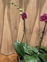 Phalaenopsis Large Dtps. Leopard King 2 Spikes (4.5" pot) - Image 9