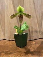 In Bud Paph. Duguesclin (sukhakulii x mohrianum) (3.5" pot) - Image 4