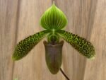 In Bud Paph. Duguesclin (sukhakulii x mohrianum) (3.5" pot)