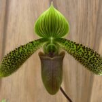 In Bud Paph. Duguesclin (sukhakulii x mohrianum) (3.5" pot)