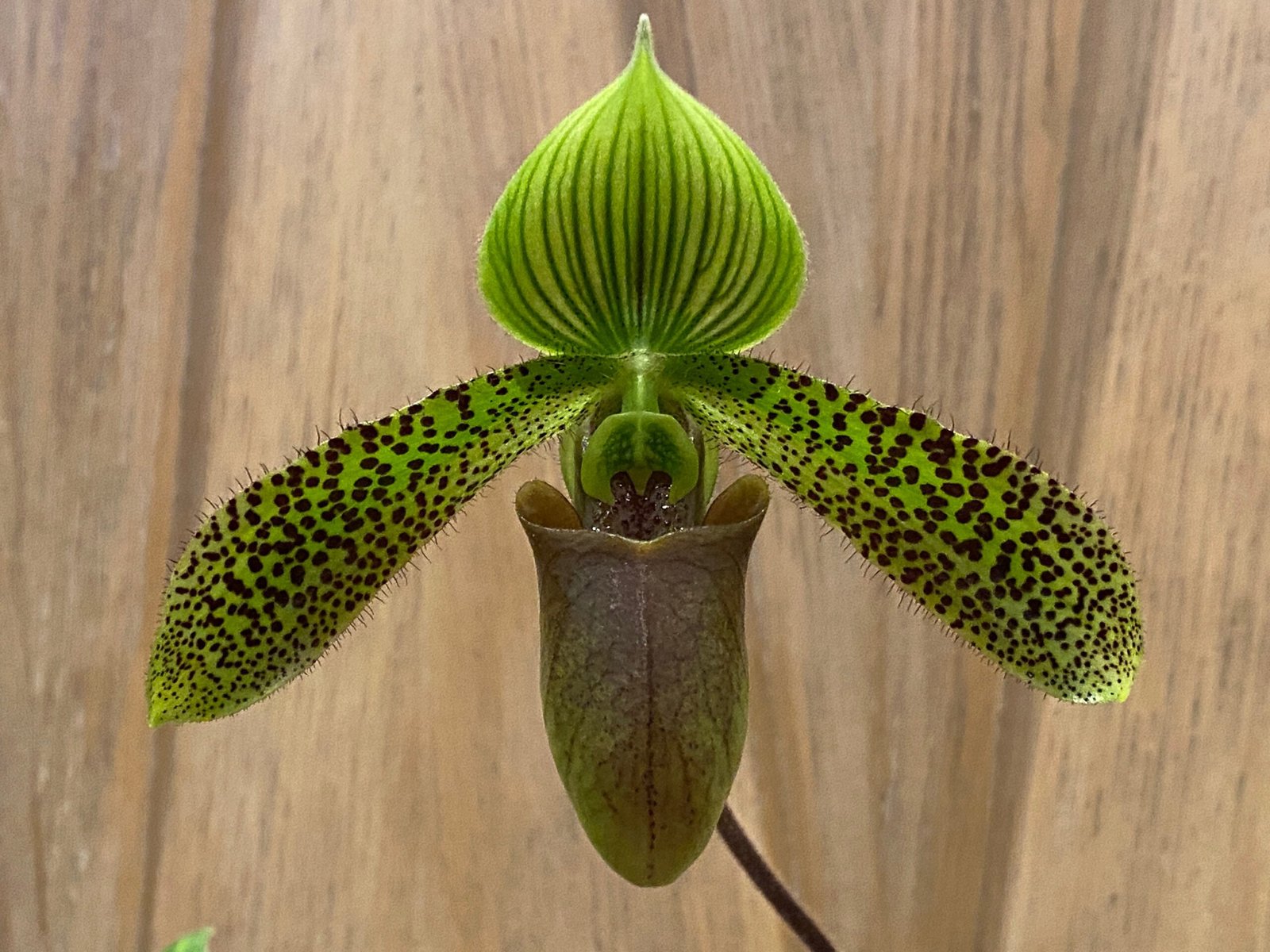 il_fullxfull.4163119309_eiba.jpg In Bud Paph. Duguesclin (sukhakulii x mohrianum) (3.5" pot) - Image 1