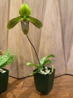 In Bud Paph. Duguesclin (sukhakulii x mohrianum) (3.5" pot) - Image 3