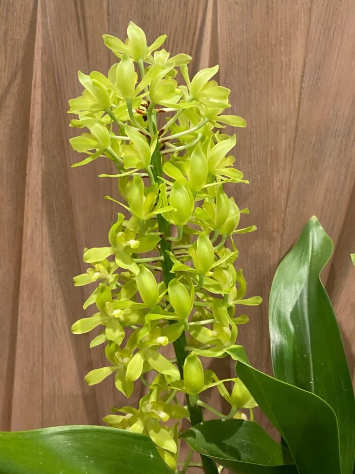 Grammatophyllum (Tiger Paw x scriptum ‘Citrinum) x scriptum ‘Citrinum’ (3.5” pot) - Image 2