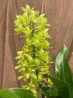 HUGE & In Bud - Grammatophyllum (Tiger Paw x scriptum ‘Citrinum) x scriptum ‘Citrinum’ (5” pot) - Image 3