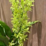 Grammatophyllum (Tiger Paw x scriptum ‘Citrinum) x scriptum ‘Citrinum’ (3.5” pot)