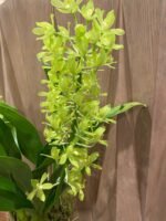 Grammatophyllum (Tiger Paw x scriptum ‘Citrinum) x scriptum ‘Citrinum’ (3.5” pot)