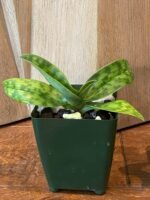 Paph. Rosy Egret (Paph. appletonianum x Paph. acmodontum) BLOOMING SIZE (3.5" pot) - Image 5