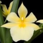 6 SPIKES Miltoniopsis roezlii var. xanthina Multi-growths (3.5” Pot)