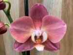 Phalaenopsis Large I-Hsin Fantasist Half Peloric (4.5" pot) - Image 3
