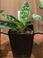 In SPIKE Paph. Oriental Desire (3.5" pot) - Image 7