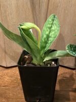 In SPIKE Paph. Oriental Desire (3.5" pot) - Image 8