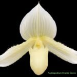 In SPIKE Paph. Oriental Desire (3.5" pot)