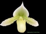 In SPIKE Paph. Oriental Desire (3.5" pot) - Image 2
