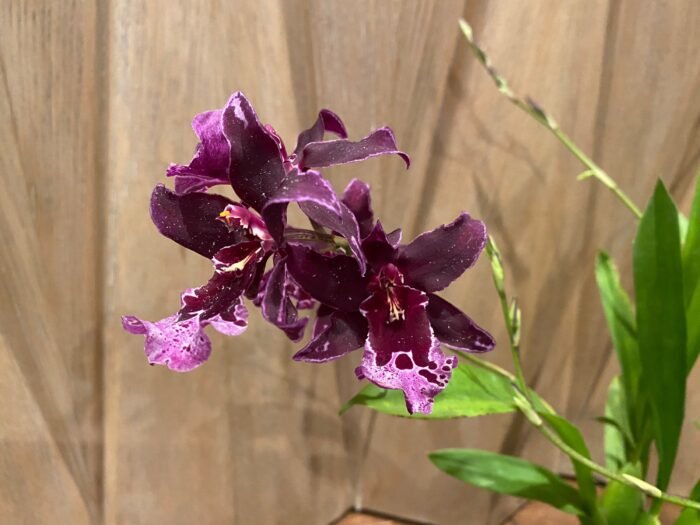 Vuylstekeara Melissa Brianne ‘Dark’  (2.5” Pot) - Image 2