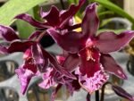 TRIPLE SPIKES Vuylstekeara Melissa Brianne ‘Dark’ (2.5” Pot) - Image 2