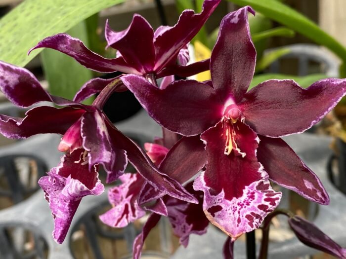 Double Spikes Vuylstekeara Melissa Brianne ‘Dark’ (2.5” Pot) - Image 2