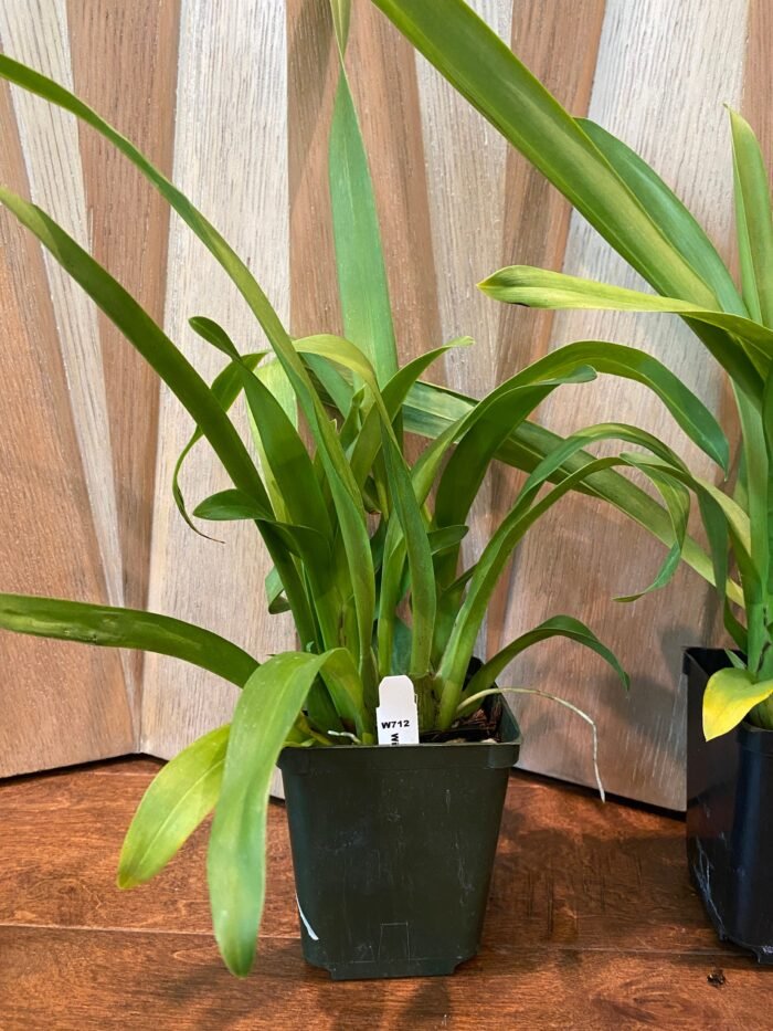 Wilsonara Joe Vanilla 'First Out' BLOOMING SIZE (3.5” Pot) - Image 6
