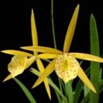 IN SPIKE Bc. Yellow Bird (Richard Mueller × B. nodosa) (3” basket)