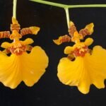 Oncidesa Gower Ramsey ‘Orange’ (3.5” pot)