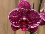 Phalaenopsis Large Dtps. Leopard King 2 Spikes (4.5" pot) - Image 3