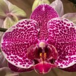 Phalaenopsis Large Dtps. Leopard King 2 Spikes (4.5" pot)